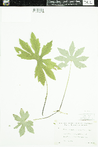 Petasites frigidus image