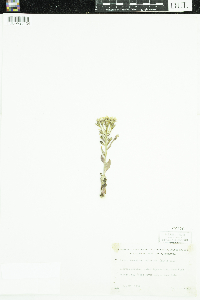 Petasites frigidus image
