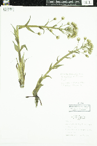 Petasites frigidus image