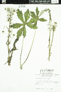 Petasites frigidus image
