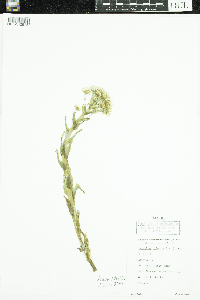 Petasites frigidus image
