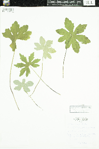 Petasites frigidus image