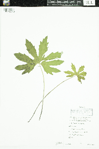 Petasites frigidus image