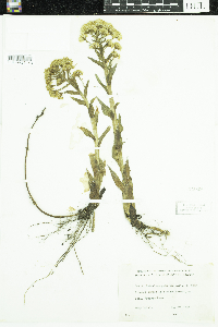 Petasites frigidus image