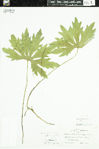 Petasites frigidus image