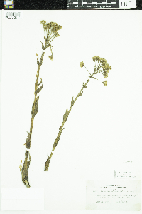 Petasites frigidus image