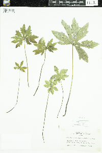 Petasites frigidus image