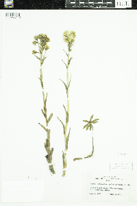 Petasites frigidus image