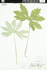 Petasites frigidus image