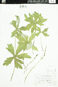 Petasites frigidus image