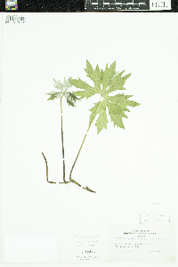 Petasites frigidus image