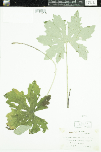 Petasites frigidus image