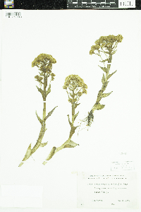 Petasites frigidus image