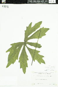 Petasites frigidus image
