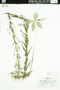 Petasites frigidus image