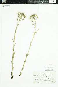 Petasites frigidus image