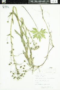 Petasites frigidus image