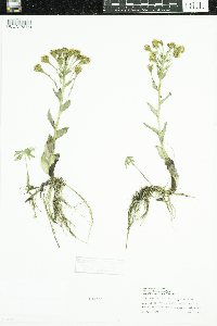 Petasites frigidus image