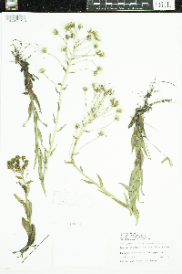 Petasites frigidus image