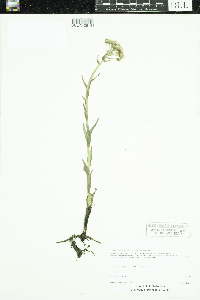 Petasites frigidus image