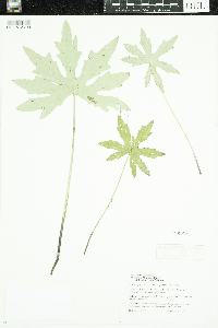 Petasites frigidus image