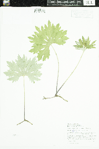 Petasites frigidus image