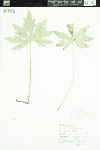 Petasites frigidus image