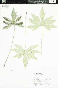 Petasites frigidus image