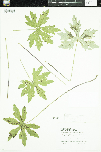 Petasites frigidus image