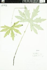 Petasites frigidus image
