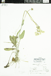 Media resource of Packera tomentosa
