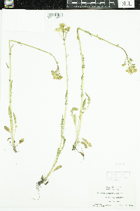 Packera paupercula image