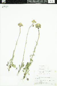 Packera paupercula image