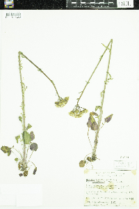 Packera paupercula image