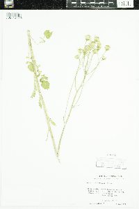 Packera paupercula image