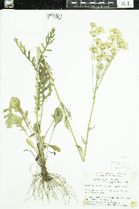 Packera paupercula image