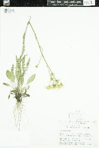 Packera paupercula image