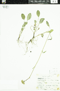 Packera paupercula image