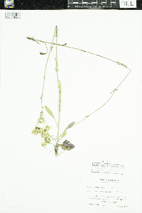 Packera paupercula image