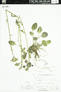 Packera paupercula image