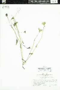 Packera paupercula image