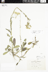 Packera paupercula image