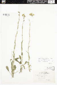 Packera paupercula image