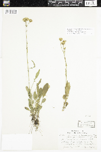 Packera paupercula image