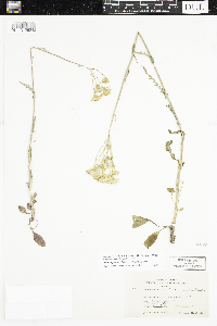 Packera paupercula image