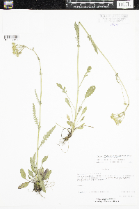 Packera paupercula image