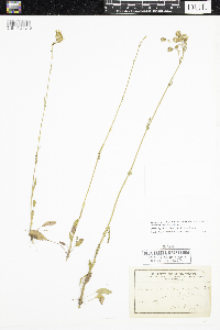 Packera paupercula image