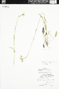 Packera paupercula image