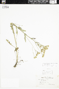 Packera paupercula image