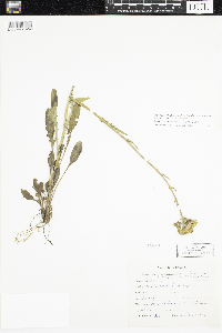 Packera paupercula image